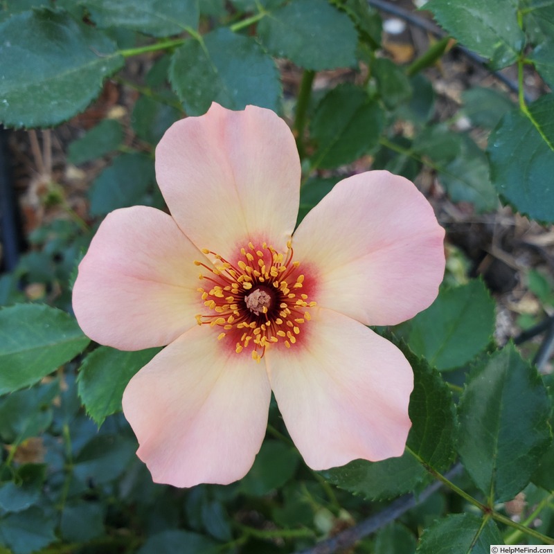 'Ringo All-Star ™' rose photo