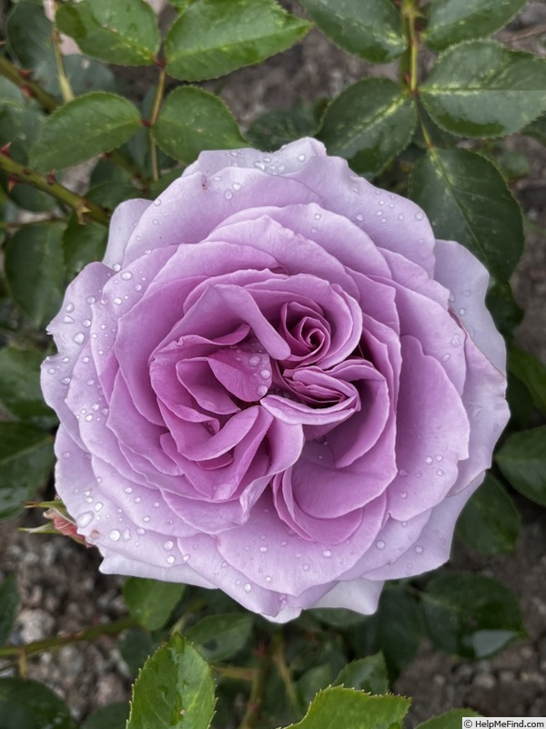 'Love Song (floribunda, Carruth 2011)' rose photo