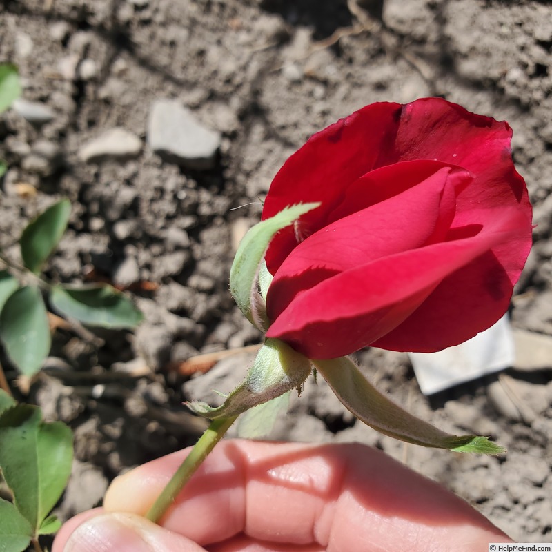 'Night Time' rose photo