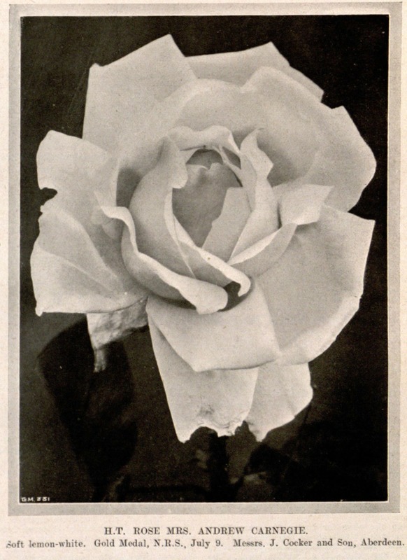 'Mrs. Andrew Carnegie' rose photo