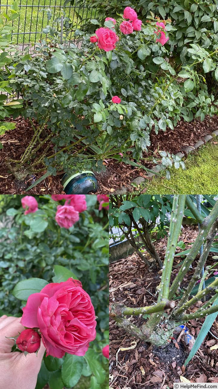 'Leonardo da Vinci ® (Floribunda, Meilland, 1993)' rose photo