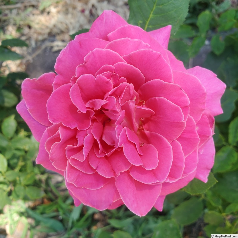 'Perfume Delight' rose photo