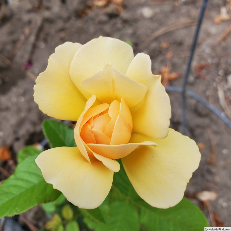 'Amber Queen ® (floribunda, Harkness before 1981)' rose photo