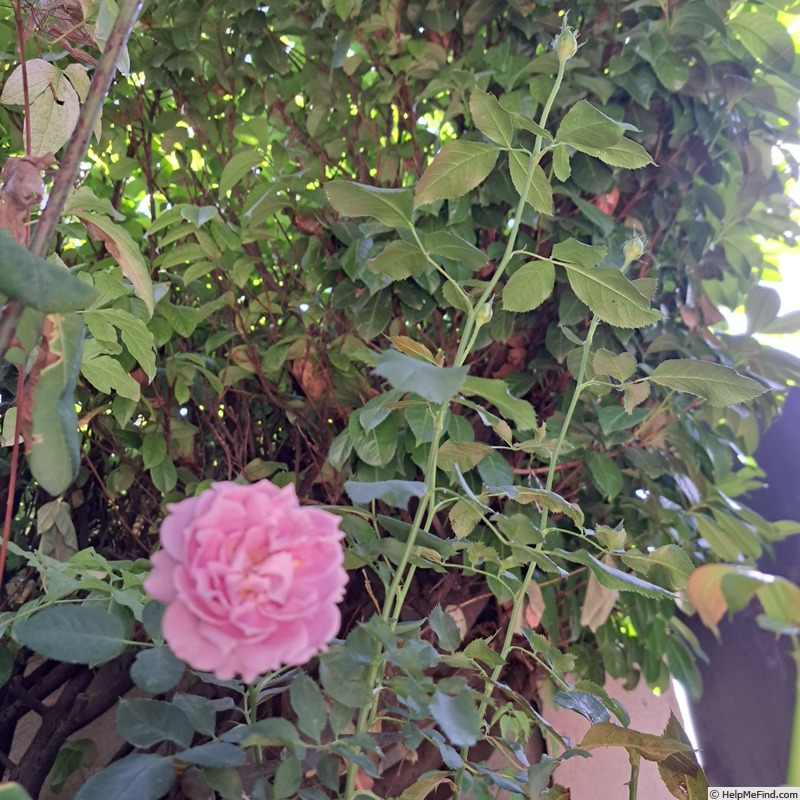 'Novalis ®' rose photo
