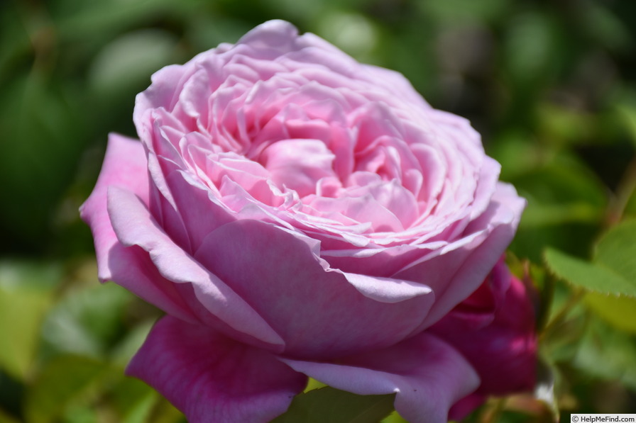 'Spirit of Freedom' rose photo