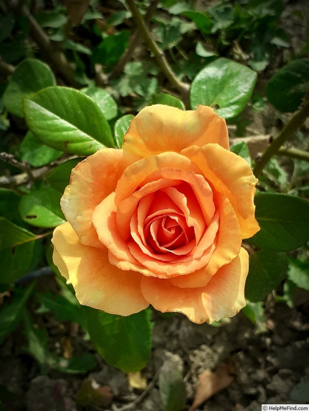 'Ashram ® (hybrid tea, Evers/Tantau, 1998)' rose photo