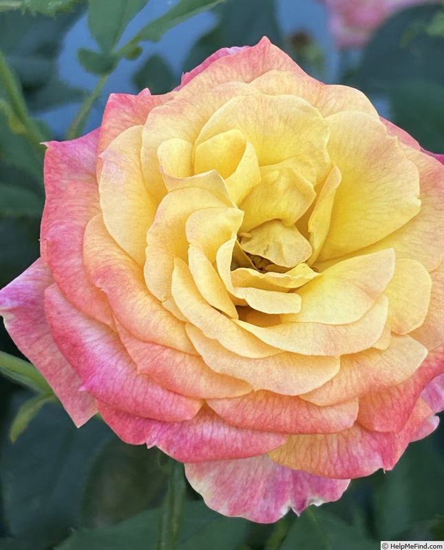 'Garden Delight' rose photo
