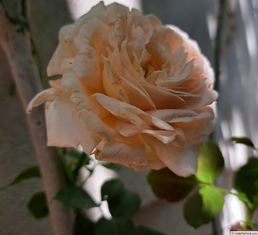 'André le Nôtre ®' rose photo