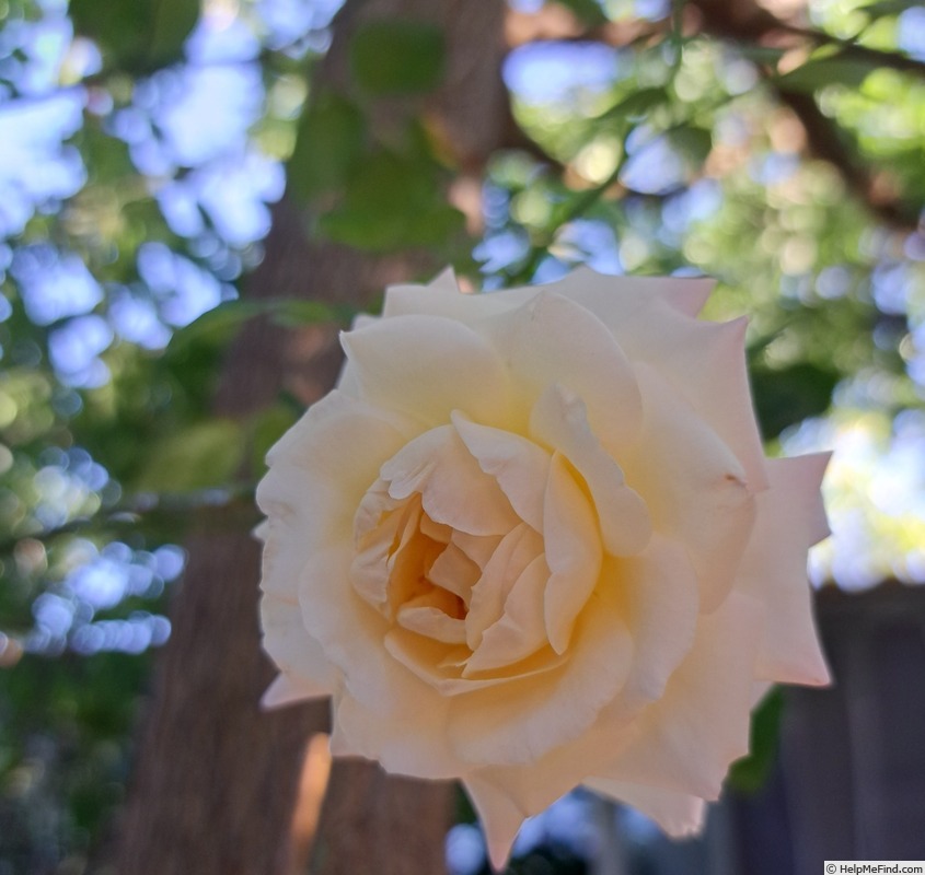 'La Sauvagine Terre et Passion ®' rose photo