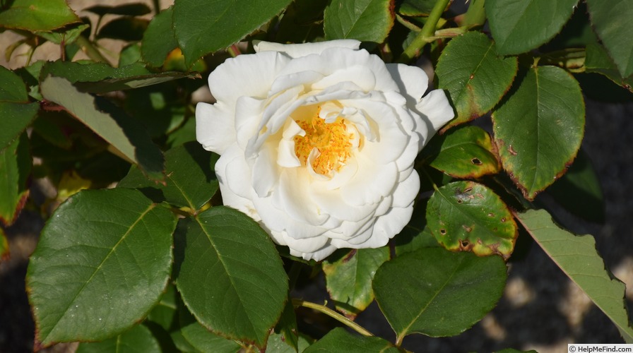 'White Christmas' rose photo