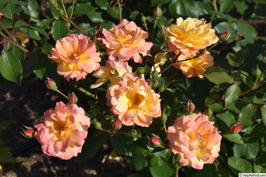 'Souvenir d'Anne Frank' rose photo