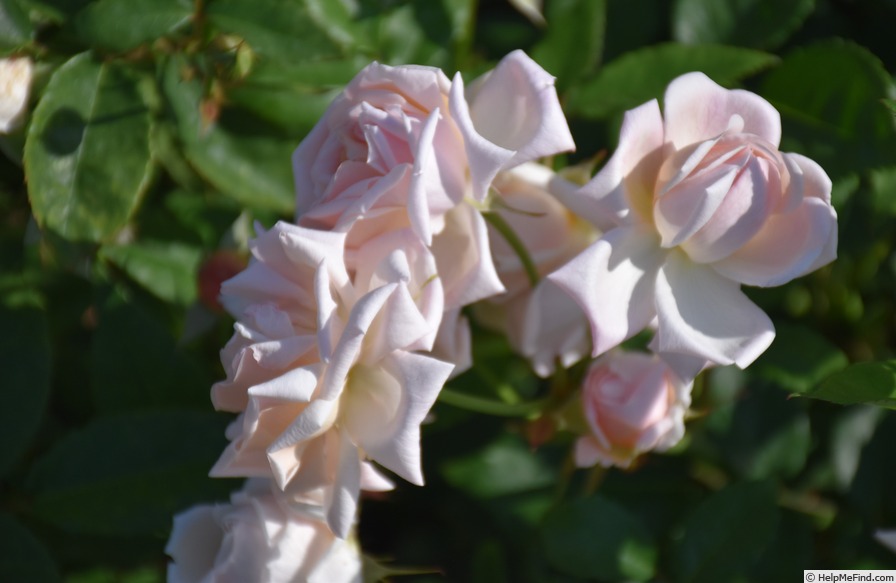 'Arethusa (china, Paul, 1903)' rose photo