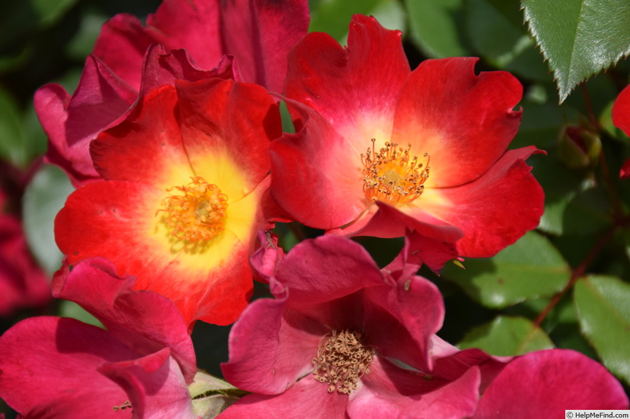 'Cocktail ® (shrub/climber, Meilland 1957)' rose photo