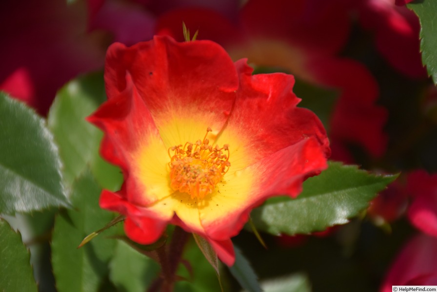 'Cocktail ® (shrub/climber, Meilland 1957)' rose photo