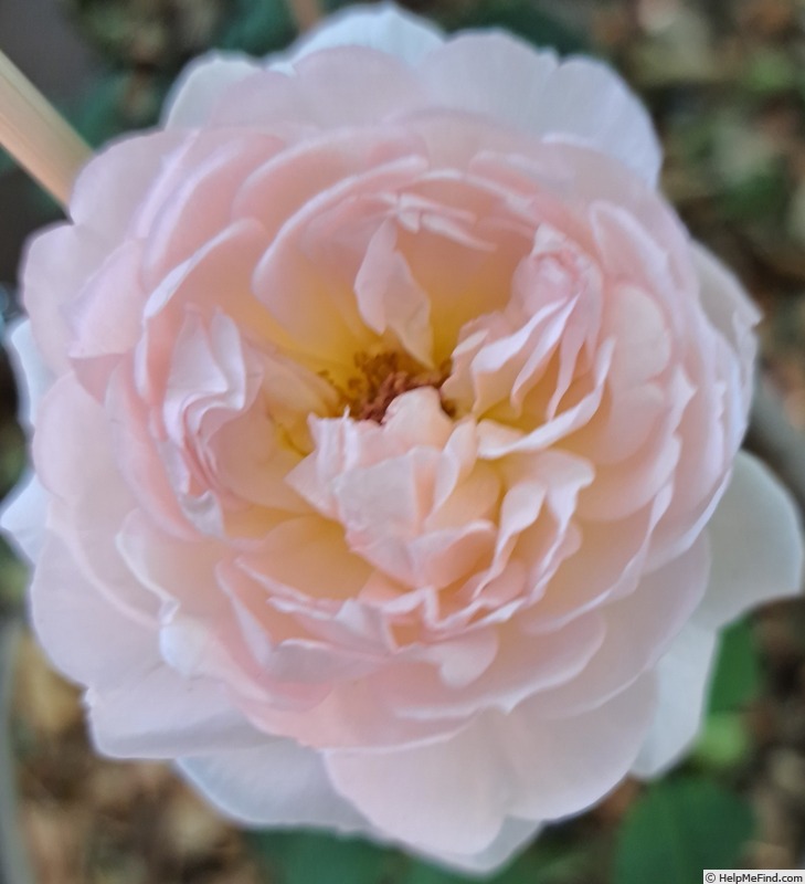 'Sharifa Asma ®' rose photo
