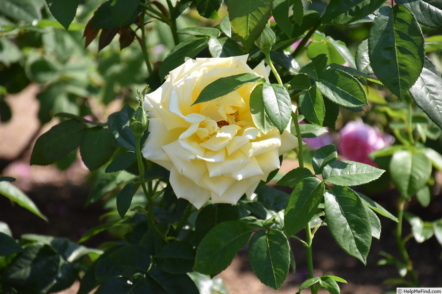 'Amatsu-Otome (hybrid tea, Teranishi, 1960)' rose photo