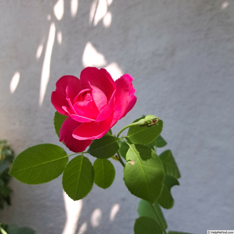 'Cybelle ® (shrub, Massad, 1999)' rose photo