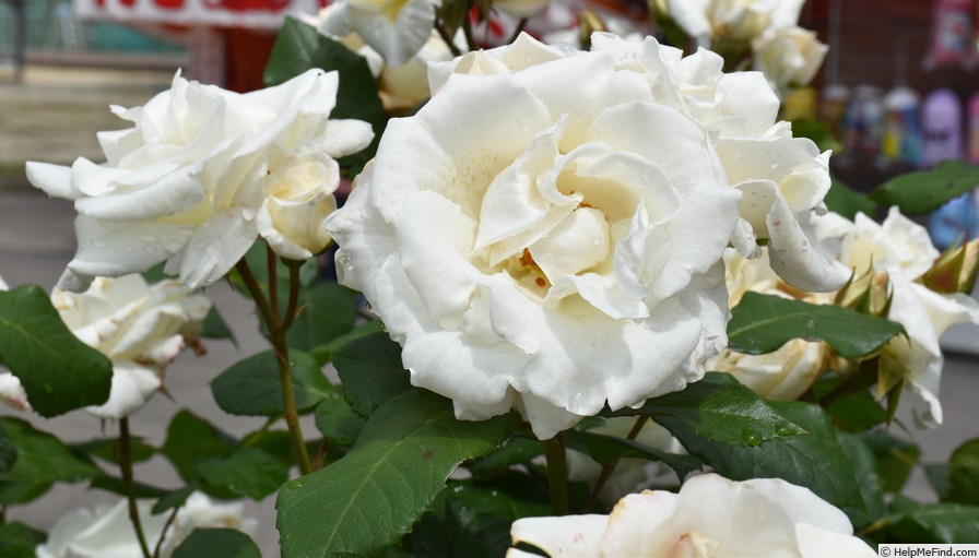 'Ginsekai' rose photo