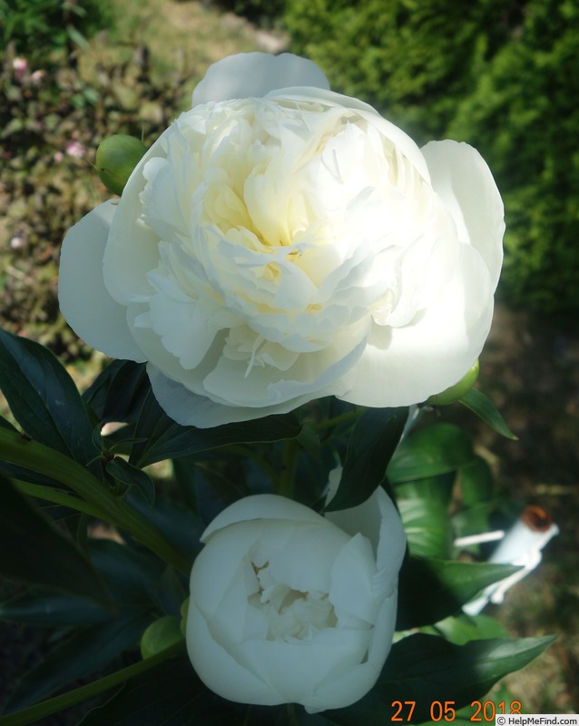 'Duchesse de Nemours (hybrid lactiflora, Calot, 1856)' peony photo