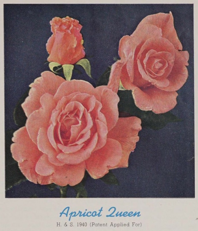 'Apricot Queen (hybrid tea, Howard, 1940)' rose photo