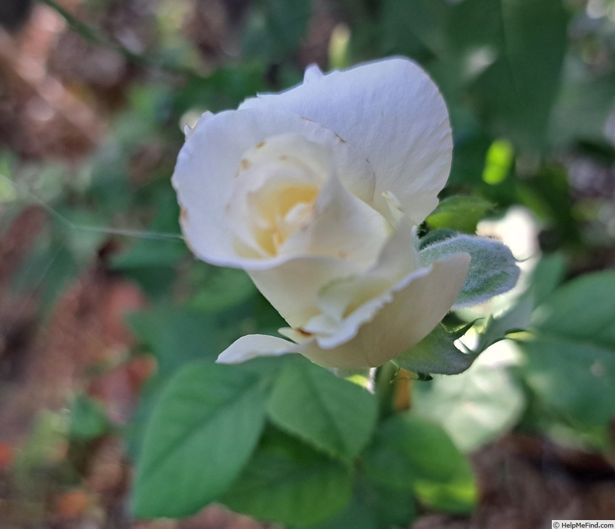 'Boreale ®' rose photo