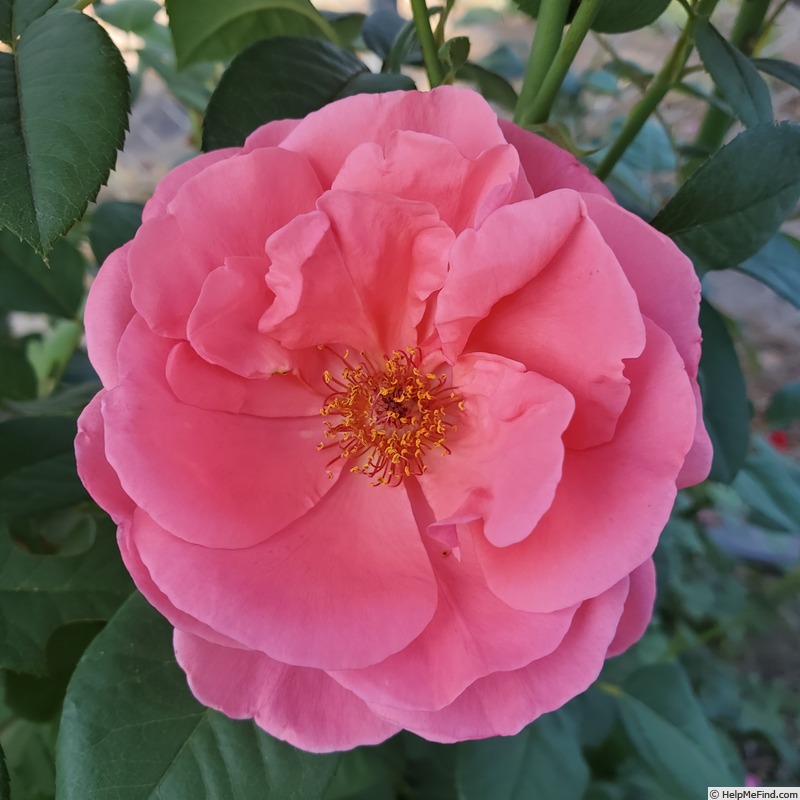 'Dee-Lish' rose photo