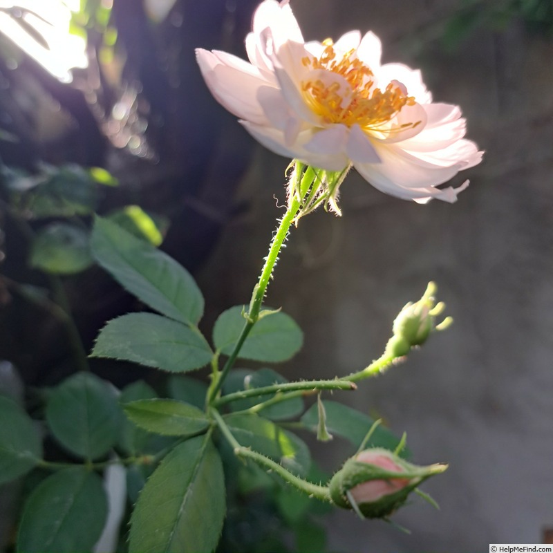 'Scarborough Fair' rose photo