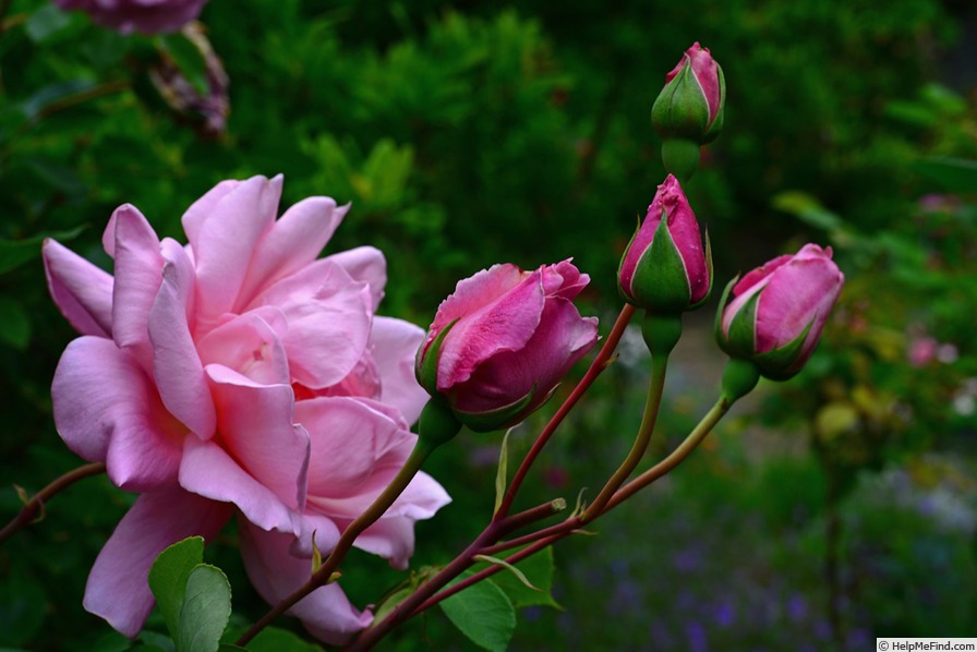 'J. Otto Thilow' rose photo