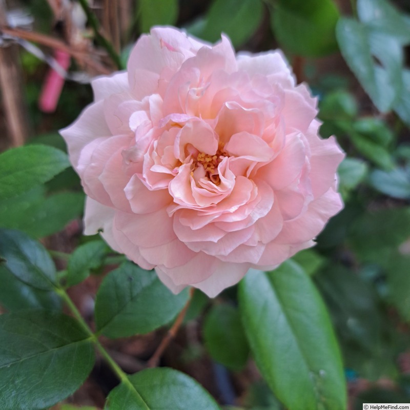 'Catherine Meurisse ®' rose photo