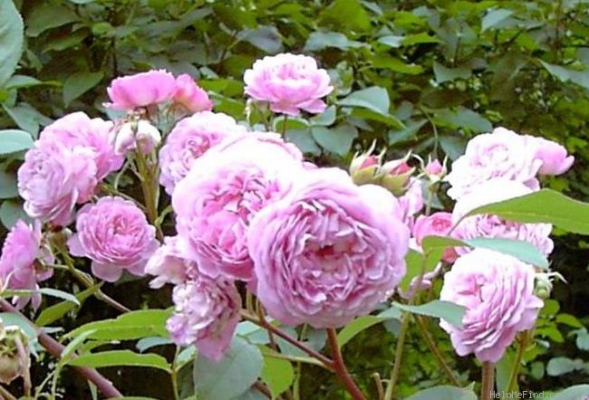 'Ina an' Mona' rose photo
