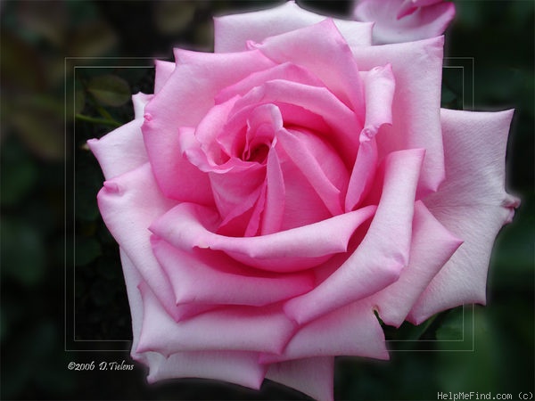 'Lady Vera' rose photo