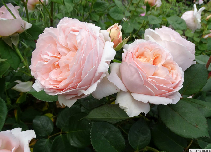 'A Shropshire Lad' rose photo