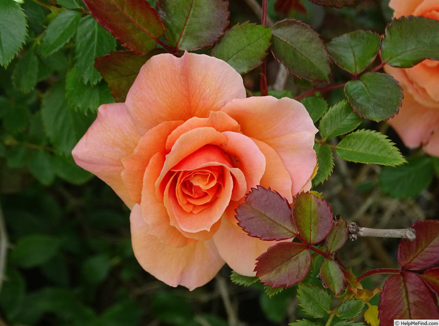 'Apricot Candy ™' rose photo