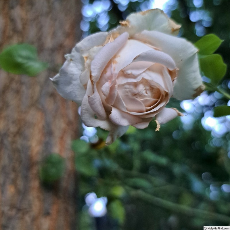 'La Sauvagine Terre et Passion ®' rose photo
