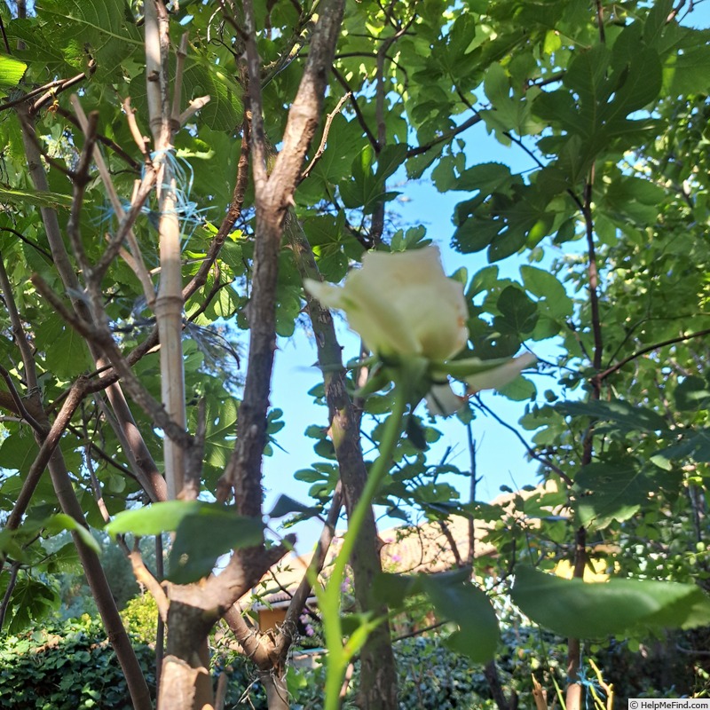 'Ragazza ®' rose photo