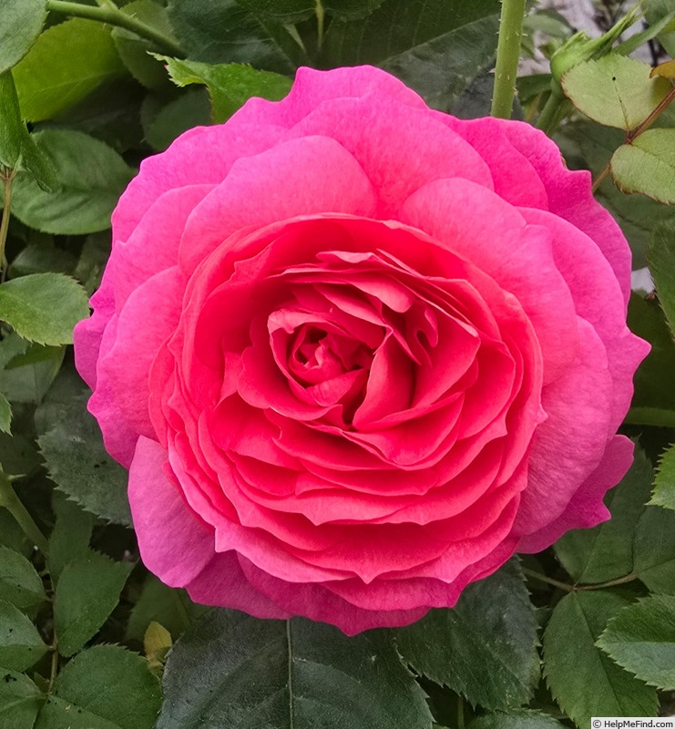 'Posh Life' rose photo