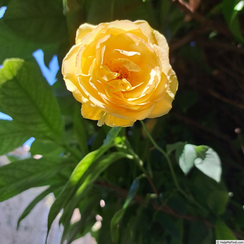 'Bataclan ®' rose photo