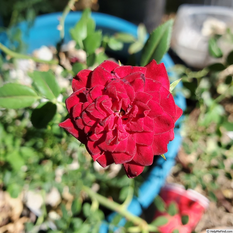 'Red Cascade' rose photo