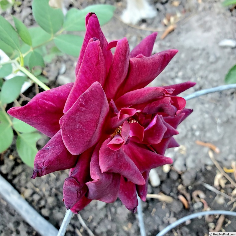 'Night Time' rose photo