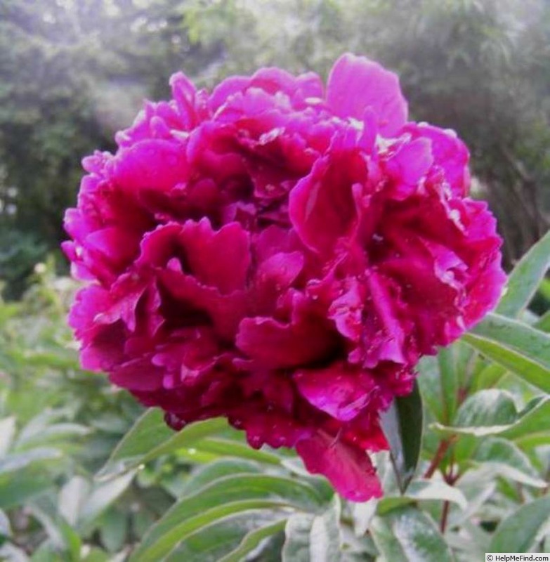 'Karl Rosefield' peony photo