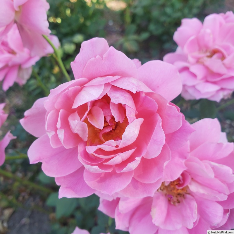 'True Inspiration' rose photo