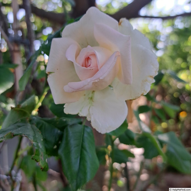'Ragazza ®' rose photo