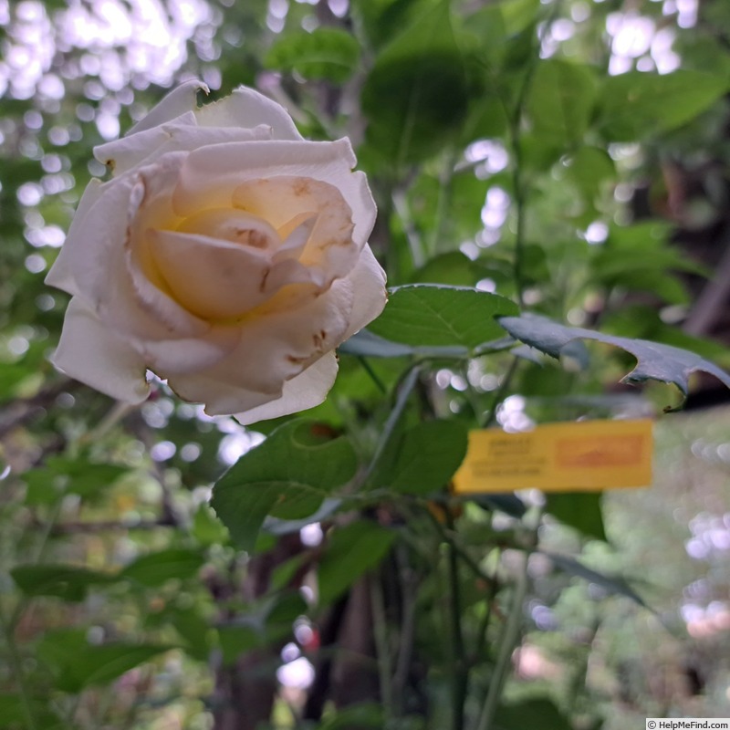 'Boreale ®' rose photo