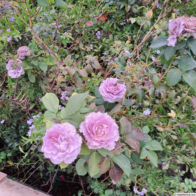 'Novalis ®' rose photo