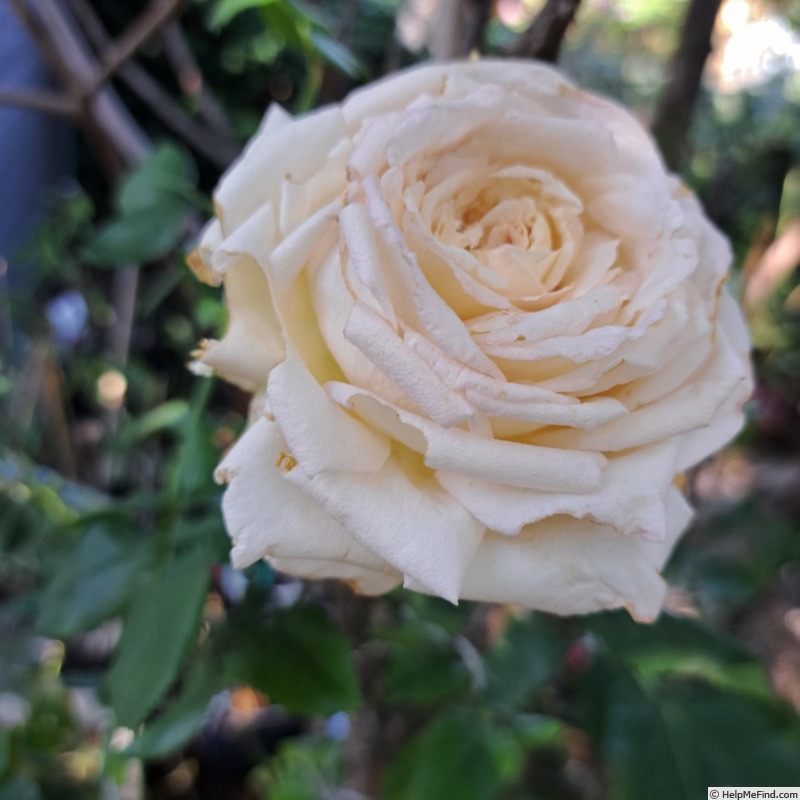 'Ragazza ®' rose photo