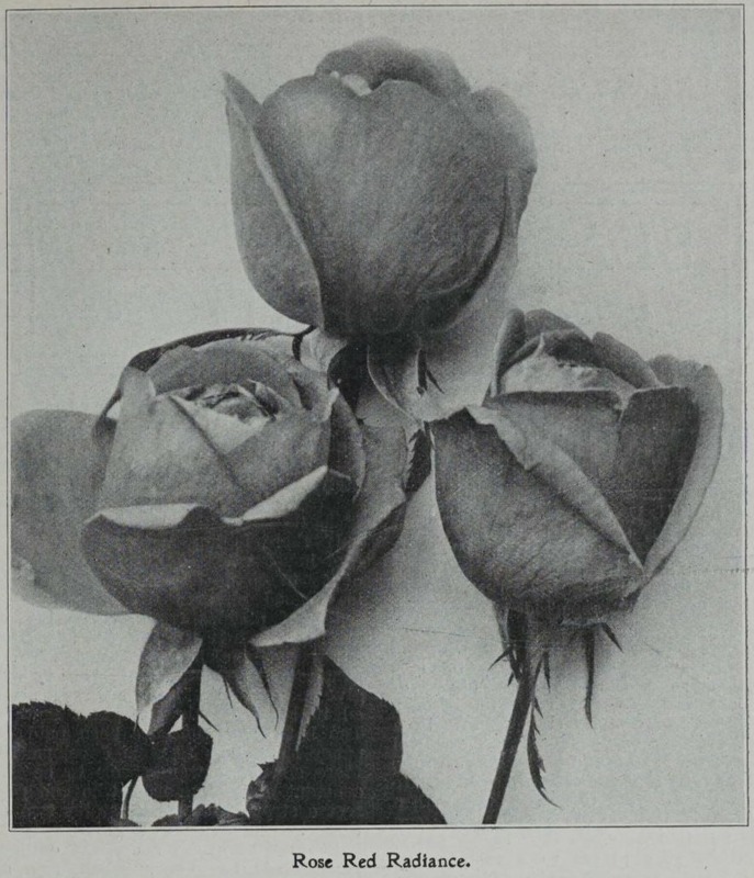 'Red Radiance (hybrid tea, Gude 1916)' rose photo