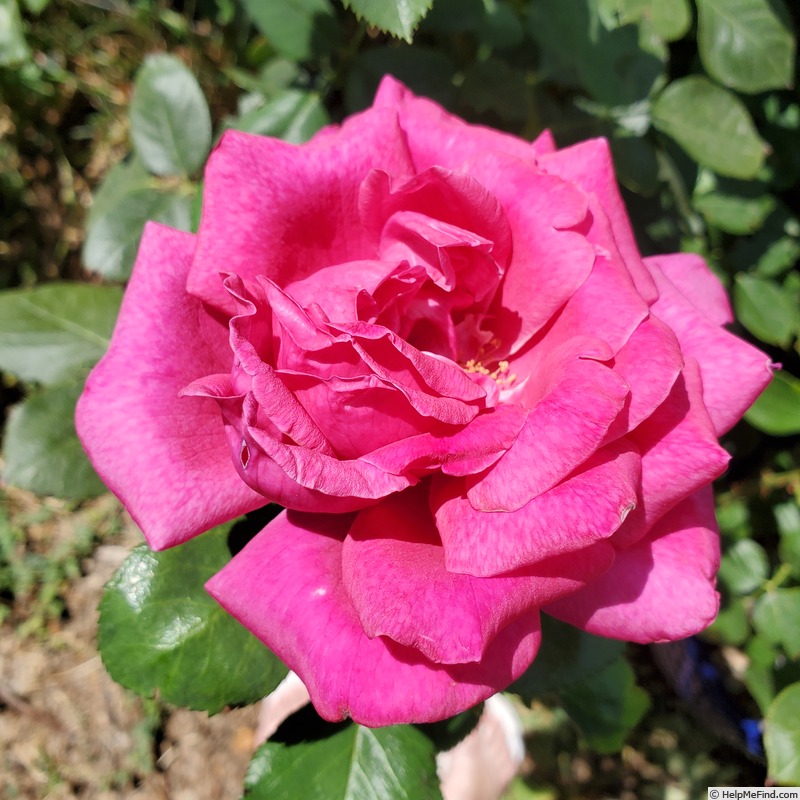 'Della Reese ™' rose photo