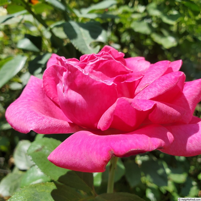 'Della Reese ™' rose photo