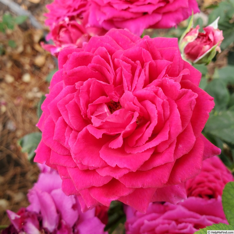 'Stephens' Big Purple (Hybrid Tea, Stephens, 1985)' rose photo