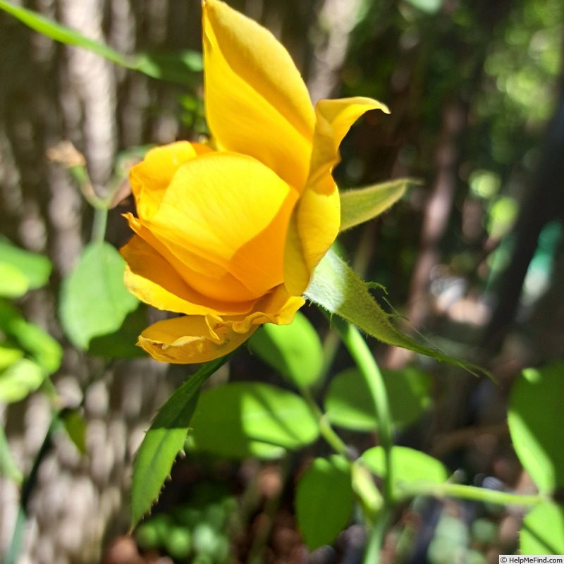 'Eureka ® (hybrid tea, Meilland 2012)' rose photo